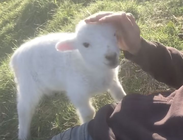ねぇねぇ〜もっとモフって♪ 甘えん坊の羊の赤ちゃんが可愛い！