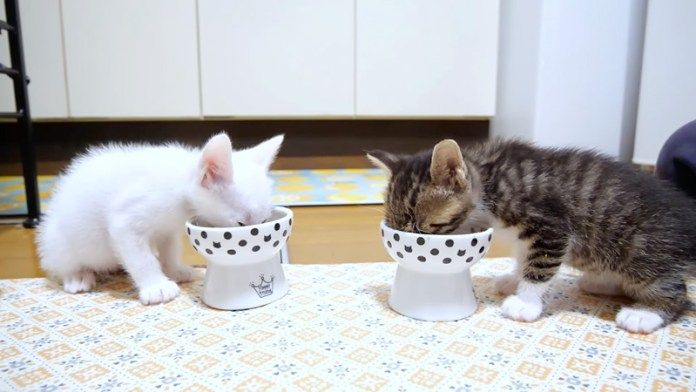 ご飯を食べる子猫達