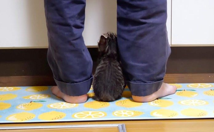 足元に座る子猫