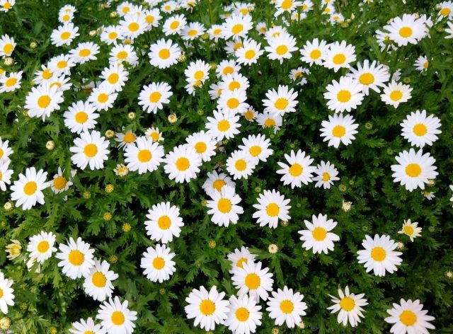 心理テスト 取り組むべき課題が分かる 