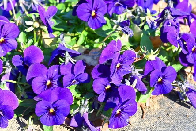 心理テスト 今取り組むべき課題が分かる ウェブサイトGLOW Online