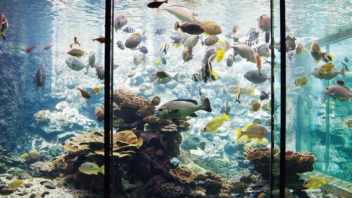 串本海中公園の水槽