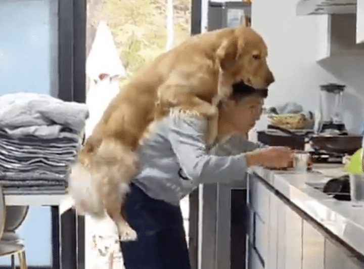 いつまでも気持ちは子犬のまま！ 大きくなってもおんぶをねだるワンコ。