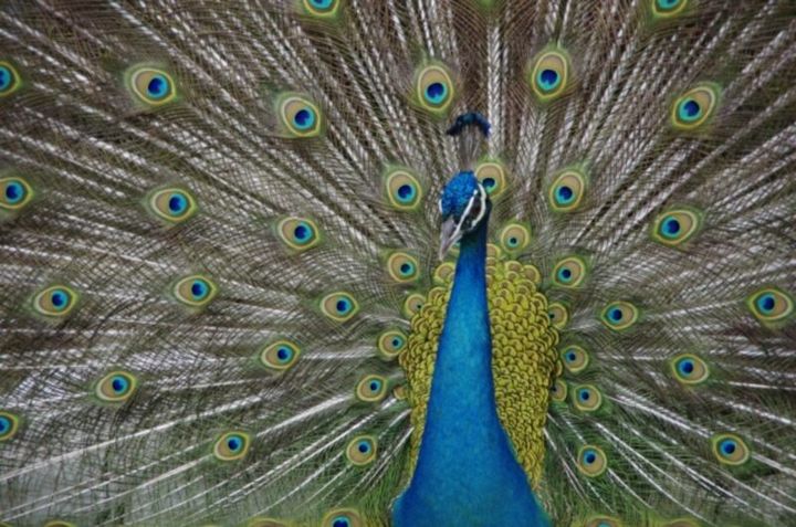 平安時代 平安貴族 ペット 孔雀 クジャク 光る君へ