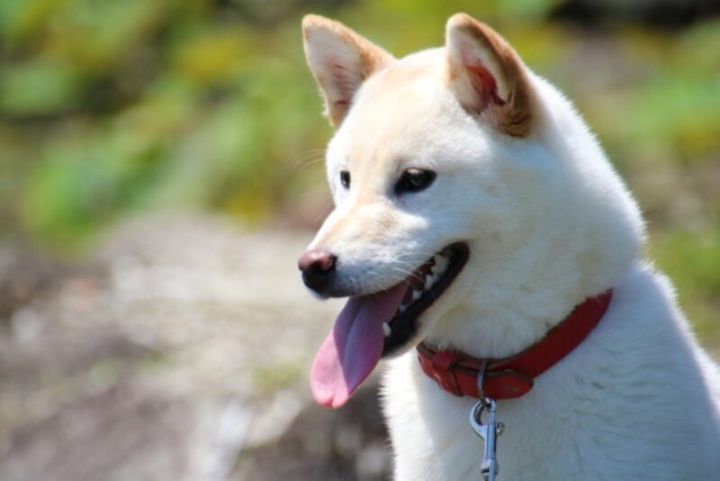 平安時代 平安貴族 ペット 犬 光る君へ