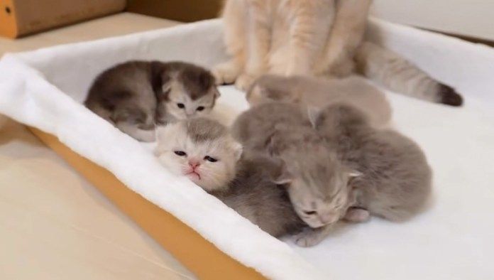 ハイハイする子猫達