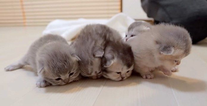 ハイハイする子猫達