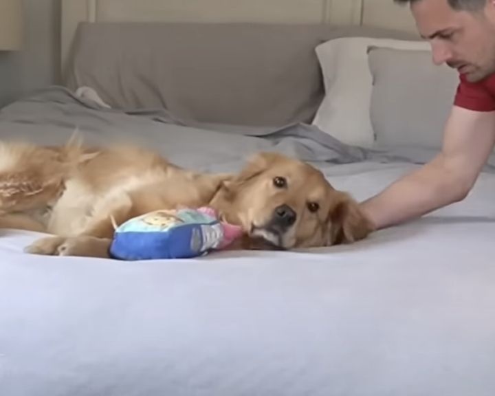 ボク絶対起きないからね〜？ のんびりすぎる犬さん。