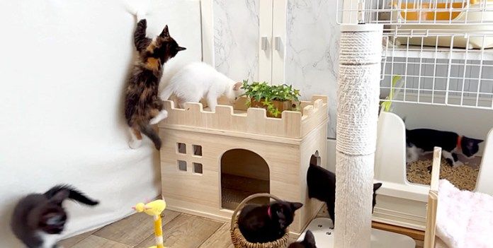 遊び回る子猫達