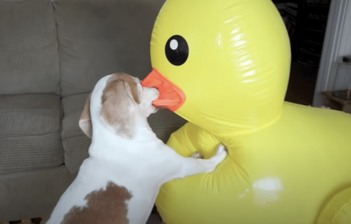巨大アヒルが現れた！ 怖がるかと思いきや、犬さんの反応は？