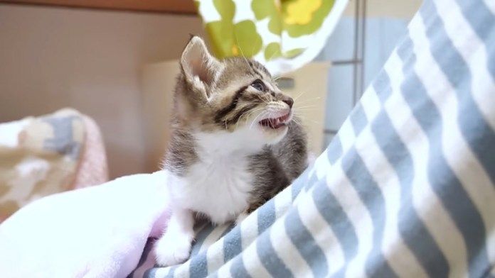 膝の上で鳴く子猫