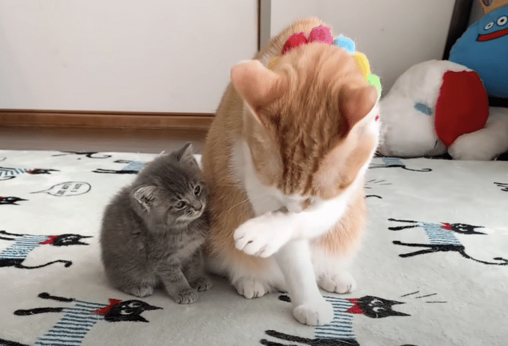 先住猫を好きになり離れなくなった保護子猫ちゃん。