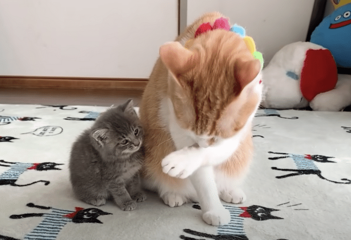 先住猫を好きになり離れなくなった保護子猫ちゃん。