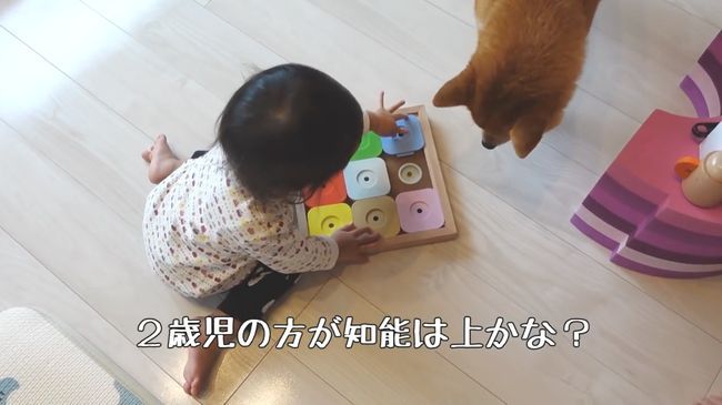 2才ちゃんが柴犬と遊びたかった本当の理由