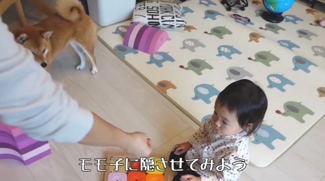 2才ちゃんが柴犬と遊びたかった本当の理由