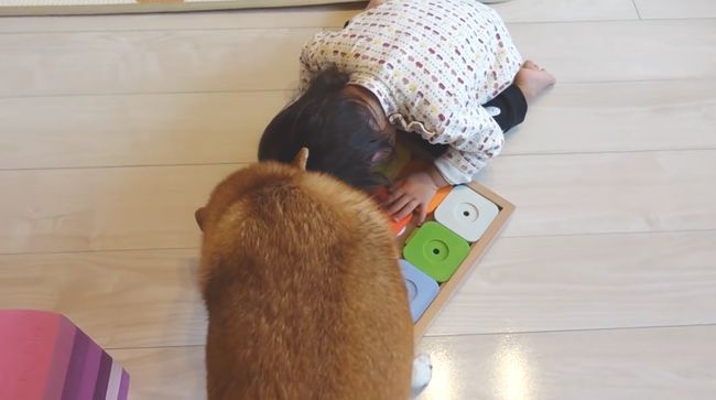 2才ちゃんが柴犬と遊びたかった本当の理由