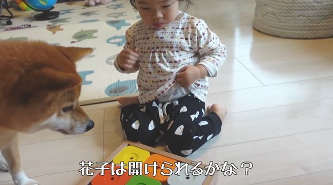 2才ちゃんが柴犬と遊びたかった本当の理由
