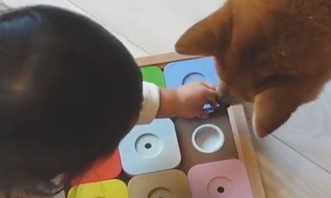 2才ちゃんが柴犬と遊びたかった本当の理由