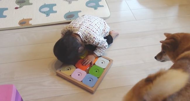 2才ちゃんが柴犬と遊びたかった本当の理由