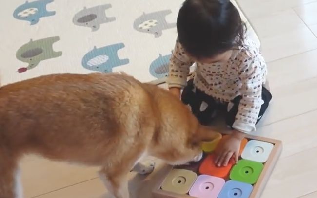 2才ちゃんが柴犬と遊びたかった本当の理由
