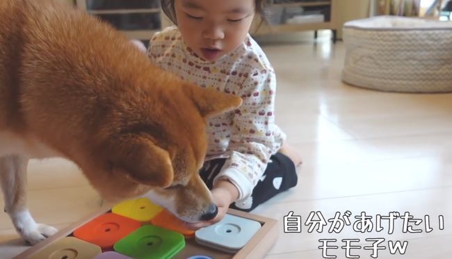 2才ちゃんが柴犬と遊びたかった本当の理由
