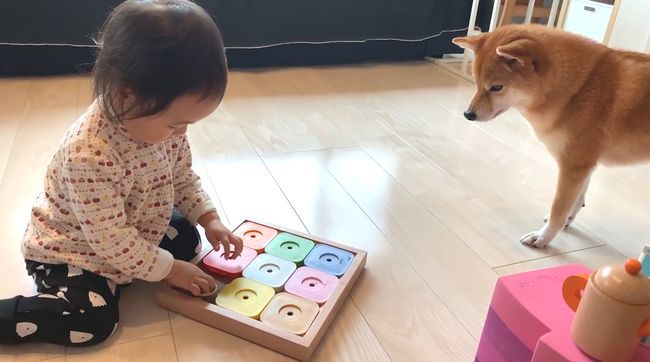 2才ちゃんが柴犬と遊びたかった本当の理由