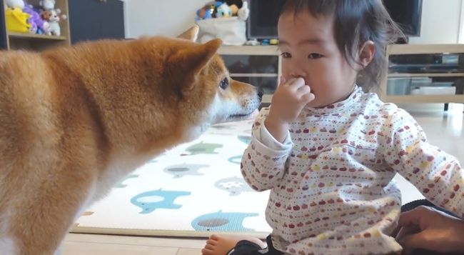 2才ちゃんが柴犬と遊びたかった本当の理由