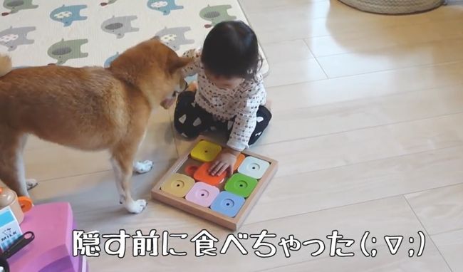 2才ちゃんが柴犬と遊びたかった本当の理由