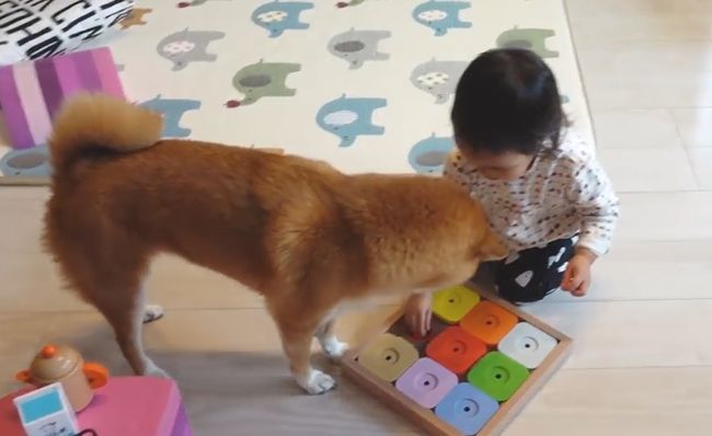2才ちゃんが柴犬と遊びたかった本当の理由