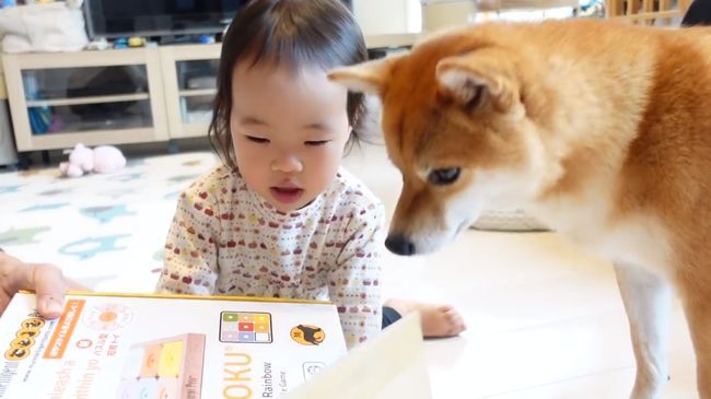 2才ちゃんが柴犬と遊びたかった本当の理由