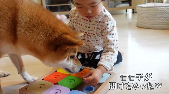 2才ちゃんが柴犬と遊びたかった本当の理由