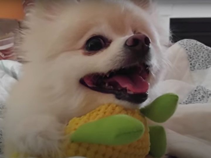 “激おこポメ”に変貌！？