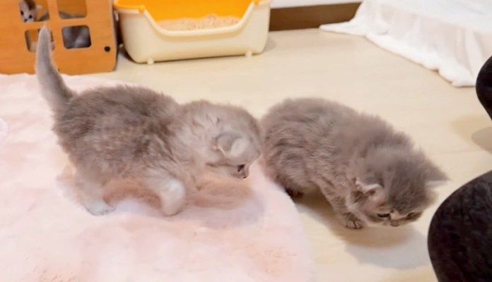 寝起きの子猫達