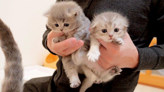 抱っこされる子猫達