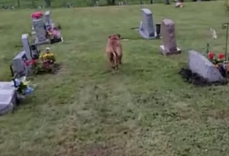 ひろ〜い墓地でも間違えない！ おばあちゃんのお墓に案内してくれる子犬さん。