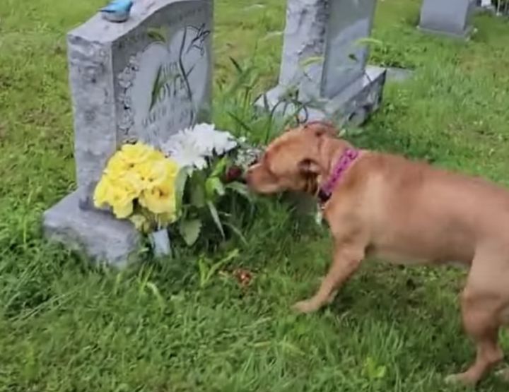 ひろ〜い墓地でも間違えない！ おばあちゃんのお墓に案内してくれる子犬さん。