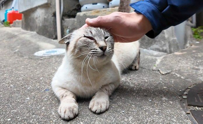 撫でられる猫