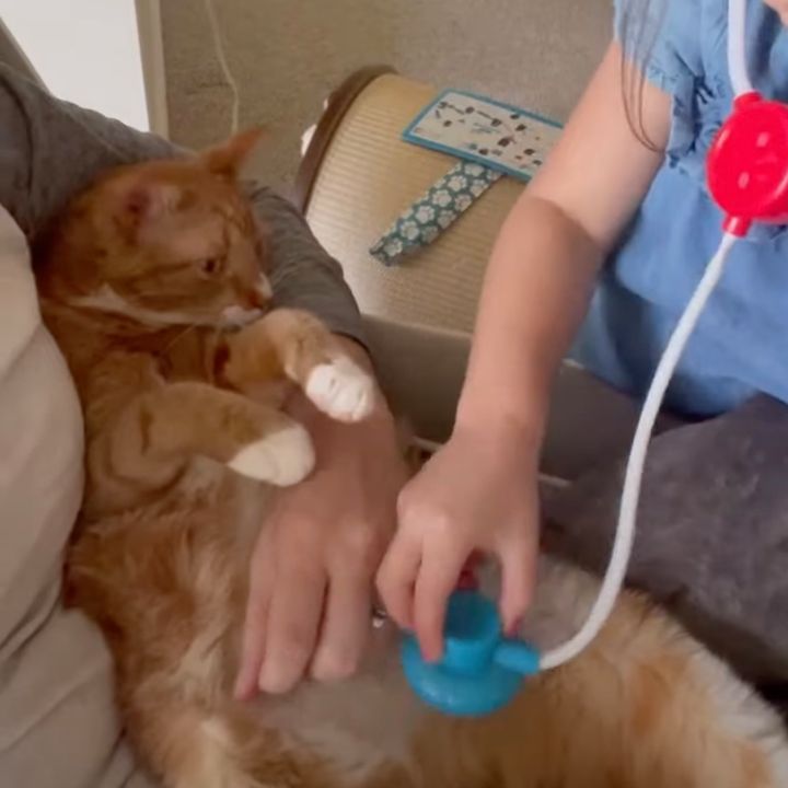 未熟すぎる研修医の手を心配する猫、不満ながらも健診を受ける