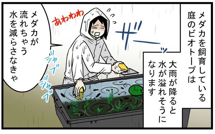 外でメダカや金魚を飼っている人、必見！ 「ビオトープ」の水を身近な 