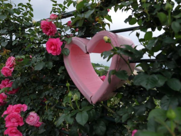 かのやばら園のハート