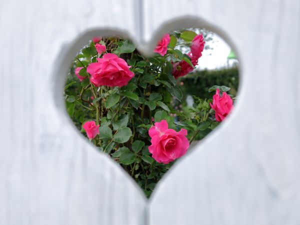 かのやばら園のハート