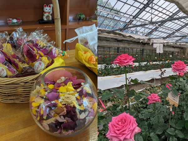 切りバラ・ドライフラワー