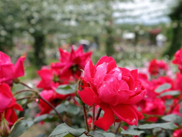 雨上がりの薔薇