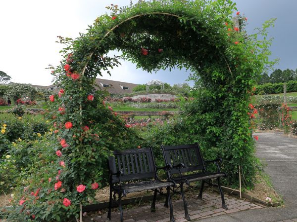 かのやばら園のハート