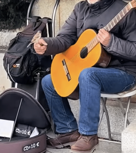 ギターの音色に集まった？ 音楽を聴く鳥さんたち。