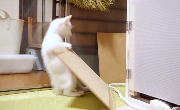 壁を倒した子猫