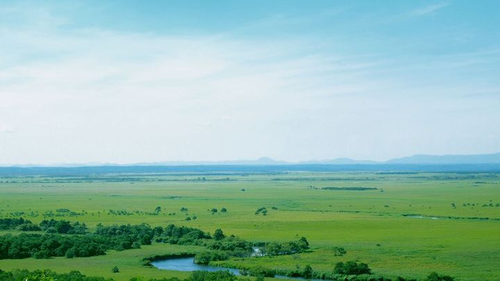 お部屋で森林浴気分！北海道産トドマツのエッセンシャルオイルでリフレッシュ。