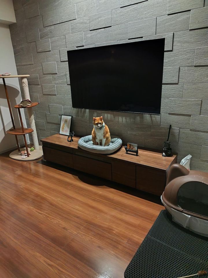 電気を点けたリビングでたたずむ茶白猫のむぎ君