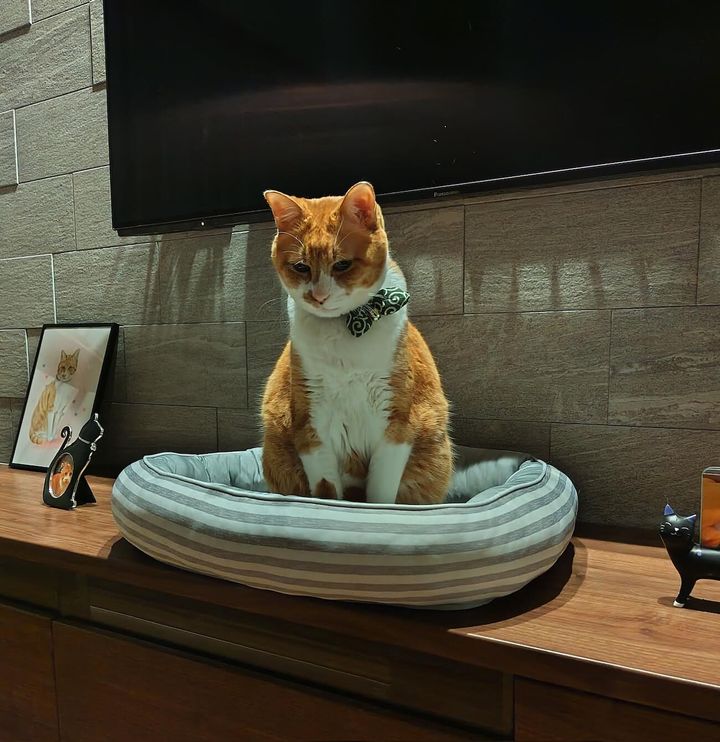 突然電気が点いて眩しそうなむぎ君