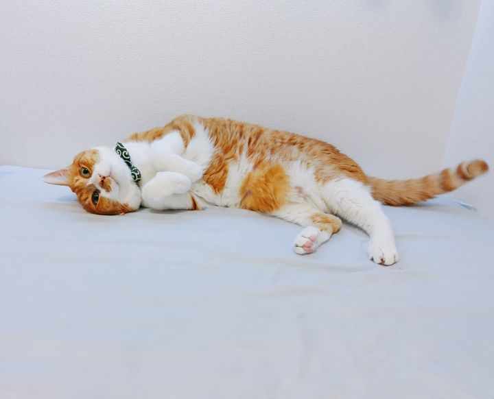 茶白猫のむぎ君